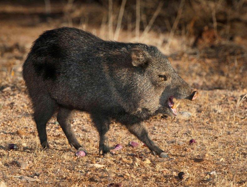 A Fish's Beach Wishes Javalina